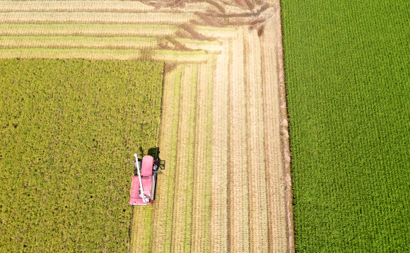 26일 오후 부산 강서구 죽동동 김경양 씨 논에서 올해 부산 첫 벼 베기가 진행되고 있다. 올해 처음으로 수확한 벼는 ‘운광’ 품종으로 지난 4월 22일 이앙해 올여름 무더위를 이겨내고 127일 만에 수확했다. 2019.8.26  연합뉴스