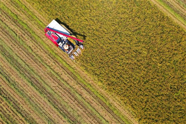 26일 오후 경기도 이천시 율면의 들녘에서 농부가 노랗게 익은 벼를 수확하고 있다. 이날 수확된 벼는 조생종으로 일반 벼보다 수확기가 한 달가량 빨라 추석용 햅쌀에 적합한 것으로 알려졌다. 2019.8.26 뉴스1