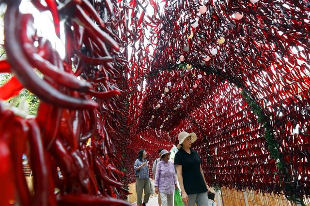 ‘매운 고추 터널 속으로’