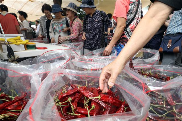 영양고추 구입하는 시민들