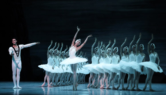 ‘우아한 백조의 향연’