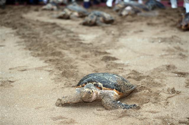 ‘거북아 바다로...’