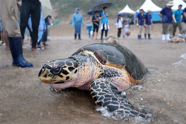 고향으로 돌아가는 바다거북