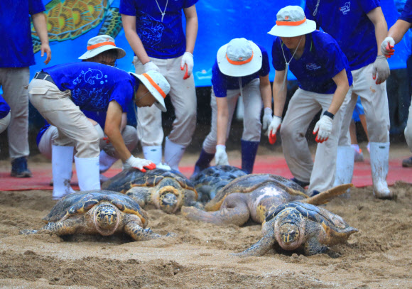 고향 돌아가는 바다거북들