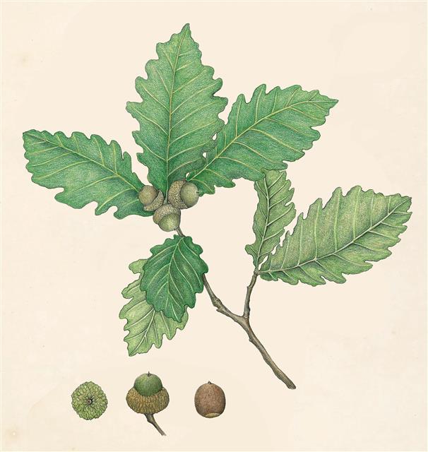 참나무속 중 한 종인 신갈나무. 짚신에 이 잎을 깔아서 신을 갈아 신갈나무라는 이름이 붙여졌다는 유래가 있다.
