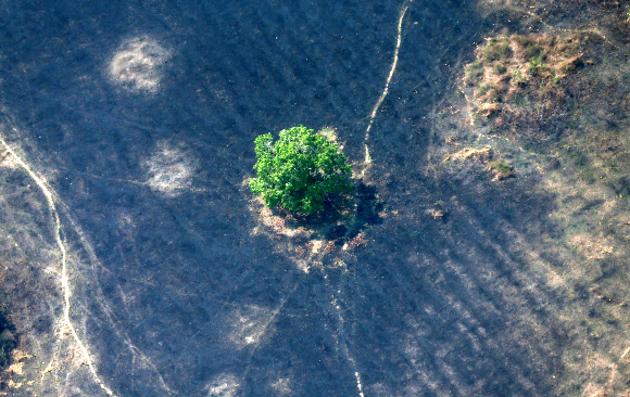 An aerial view of a burned tract of Amazon jungle as it was cleared by loggers and farmers near Porto Velho