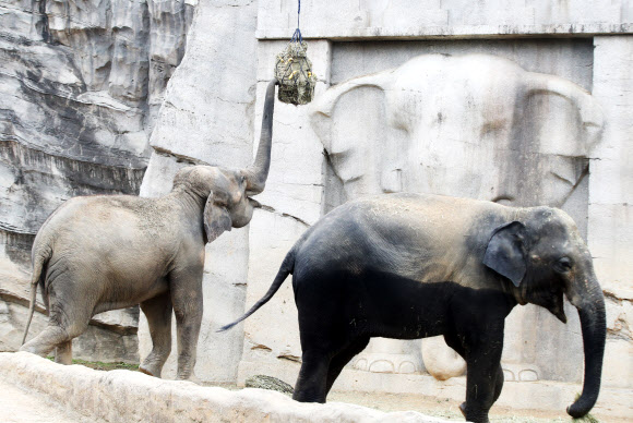 3일 오전 경기도 용인시 에버랜드에서 코끼리가 추석을 앞두고 사육사들이 준비한 특식을 먹고 있다. 2019.9.3  연합뉴스