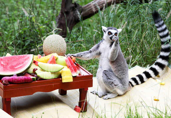 3일 오전 경기도 용인시 에버랜드에서 알락꼬리여우원숭이가 추석을 앞두고 사육사들이 준비한 특식을 먹고 있다. 2019.9.3  연합뉴스