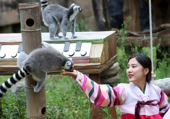 3일 오전 경기도 용인시 에버랜드에서 알락꼬리여우원숭이가 추석을 앞두고 사육사들이 준비한 특식을 먹고 있다. 2019.9.3  연합뉴스