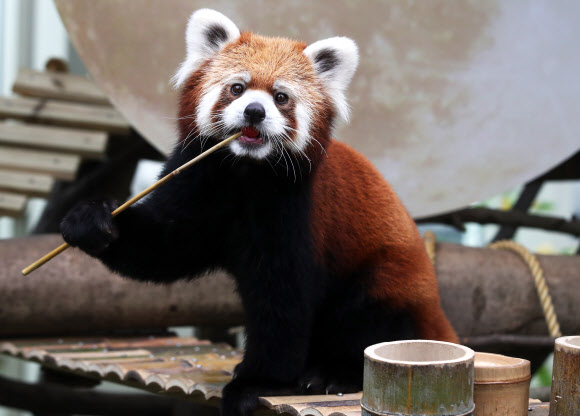 3일 오전 경기도 용인시 에버랜드에서 레서판다가 추석을 앞두고 사육사들이 준비한 특식을 먹고 있다. 2019.9.3  연합뉴스