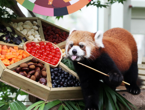 3일 오전 경기도 용인시 에버랜드에서 레서판다가 추석을 앞두고 사육사들이 준비한 특식을 먹고 있다. 2019.9.3  연합뉴스