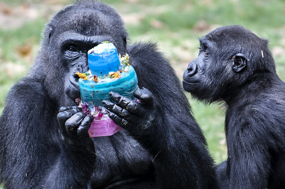 4일(현지시간) 미국 펜실베이니아주 필라델피아 동물원에서 서부로랜드고릴라 아마니(Amani)가 3번째 생일을 맞아 생일 케이크를 선물 받았다. AP 연합뉴스