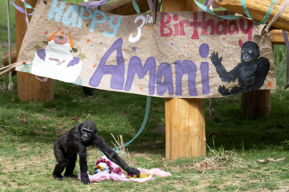 4일(현지시간) 미국 펜실베이니아주 필라델피아 동물원에서 서부로랜드고릴라 아마니(Amani)가 3번째 생일을 맞아 생일 케이크를 선물 받았다. AP 연합뉴스