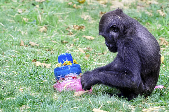 4일(현지시간) 미국 펜실베이니아주 필라델피아 동물원에서 서부로랜드고릴라 아마니(Amani)가 3번째 생일을 맞아 생일 케이크를 선물 받았다. AP 연합뉴스