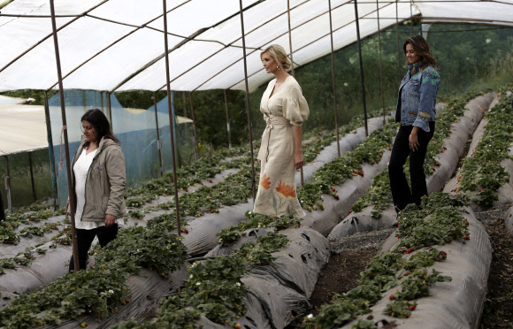 여성 역량 증진 활동을 위해 남미를 방문 중인 이방카 트럼프 백악관 선임 보좌관이 4일(현지시간) 콜롬비아의 한 여성 소유 딸기 농장을 방문했다. AP 연합뉴스