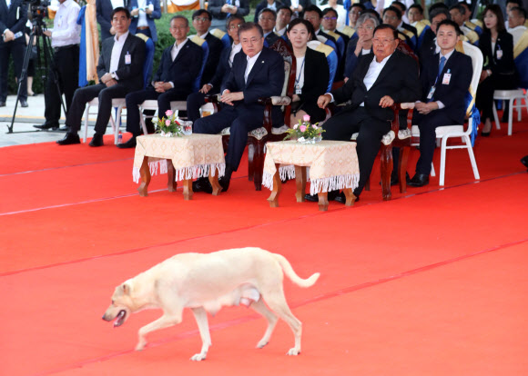 5일 오후 라오스 비엔티안시 메콩강변 사업현장에서 한 강아지가 관련 브리핑을 듣고 있는 문재인 대통령과 분냥 보라치트 라오스 대통령 앞을 지나고 있다. 이 개는 갑자기 연단 앞을 가로질러 지나갔다. 2019.9.5  연합뉴스