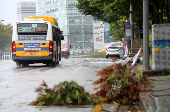 태풍에 부러진 가로수
