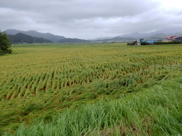 강풍에 쓰러진 벼