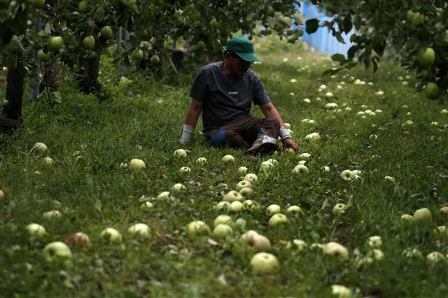떨어진 낙과 ‘망연자실’