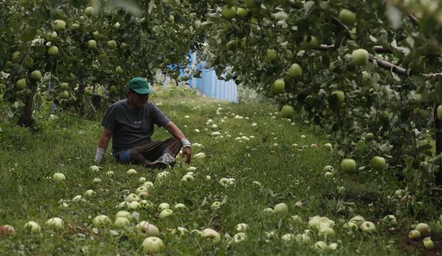 태풍으로 떨어진 낙과로 허망한 농장주