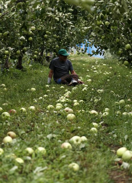 태풍으로 떨어진 낙과로 망연자실한 사과 농장주