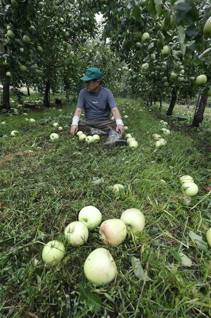 떨어진 낙과로 망연자실한 사과 농장주