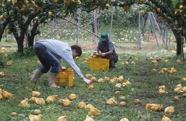 태풍으로 떨어진 배 줍는 농장주