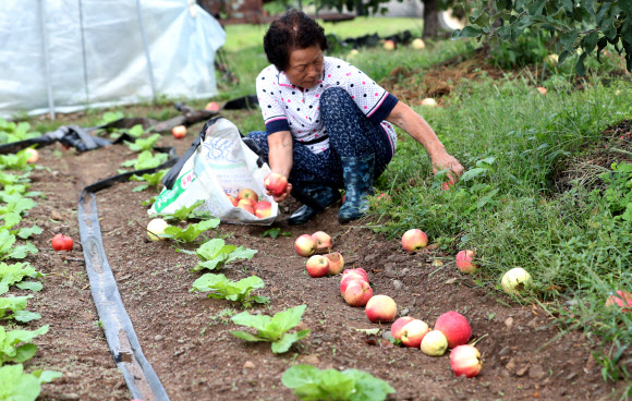8일 오전 강원 춘천시 신북읍 유포리의 한 과수 농가에서 농민이 13호 태풍 링링의 영향으로 낙과 피해를 입은 사과를 거두고 있다. 2019.9.8  연합뉴스