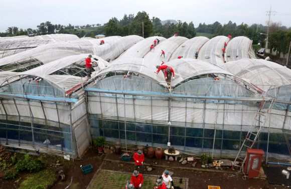 8일 제주 서귀포시에서 해병대원 등이 태풍으로 파손된 시설하우스를 철거하며 복구작업을 하고 있다. 지난 태풍 링링의 강풍에 이 시설하우스 15개동(3천967㎡)이 파손됐고 10개동(2천975㎡)은 주저앉았다. 2019.9.8  연합뉴스