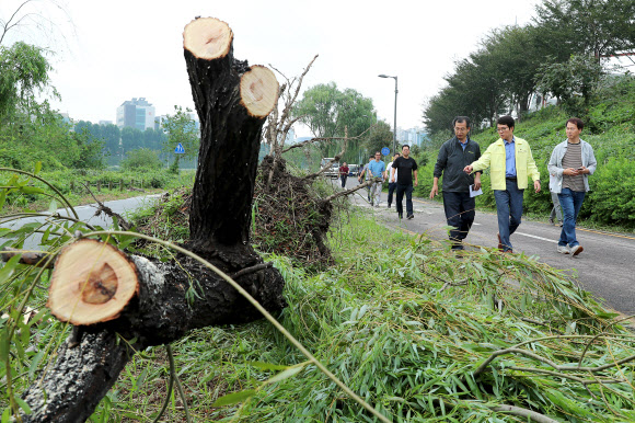 태풍 ‘링링’으로 전국적으로 피해가 발생한 8일 오전 정원오 성동구청장이 관내 중랑천에서 강풍에 쓰러진 버드나무를 살펴보고 있다. 2019.9.8  성동구청 제공