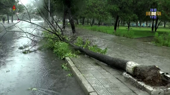 북한 조선중앙TV가 8일 태풍 ‘링링’의 피해 소식을 전하고 있다. 사진은 가로수가 뿌리채 뽑힌 모습. 2019.9.8  연합뉴스