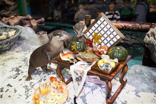 수달 친구들을 위한 풍성한 한가위 상차림