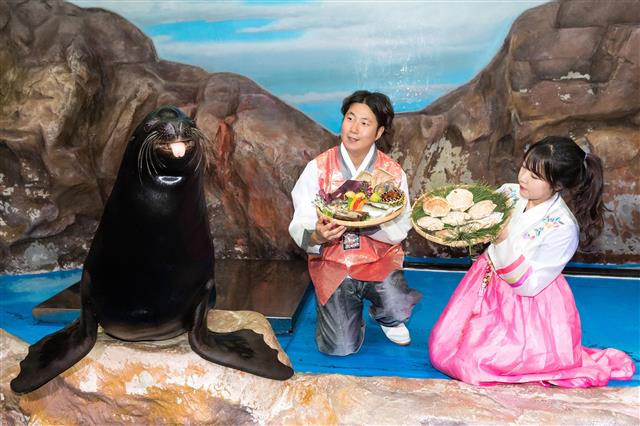 한가위 기념 특식에 신이 난 바다사자