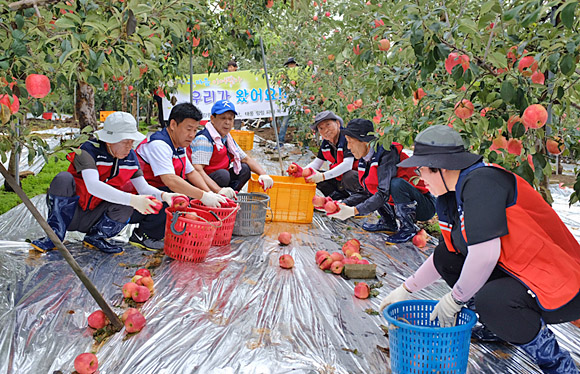 지난 4월 산불 피해를 입은 강릉시의 자원봉사자들이 충남 예산군 과수농가를 방문해 낙과줍기 자원봉사활동을 하고 있다.