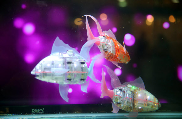 16일 오전 국회 의원회관에서 열린 ‘인간-로봇의 공존시대 로봇이 그리는 미래’ 로봇 전시회에서 로봇 물고기 ‘마이로’가 물속을 헤엄치고 있다. 2019.9.16  연합뉴스