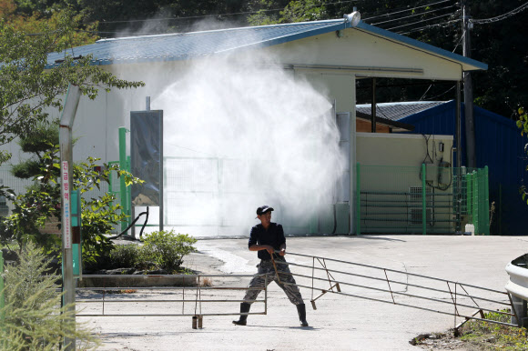 양구도 아프리카돼지열병 방역 시작