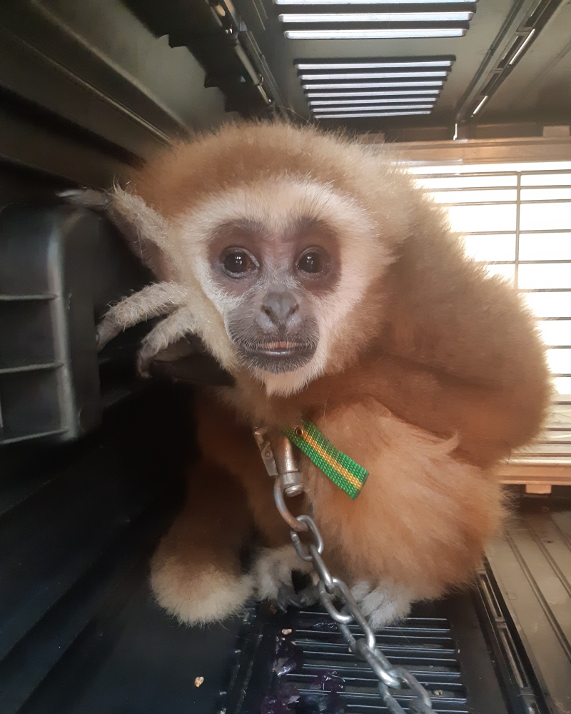 지난 15일 광주 초월읍의 한 상가에서 구조대에 포획된 긴팔원숭이. 경기도소방재난본부 제공
