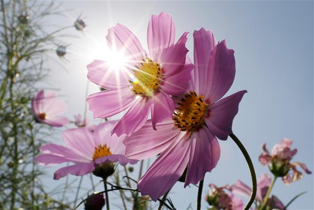 가을 햇살과 코스모스