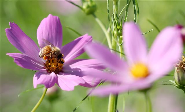 ‘가을 만끽하는 꿀벌’