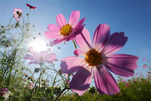 ‘코스모스가 피었어요’