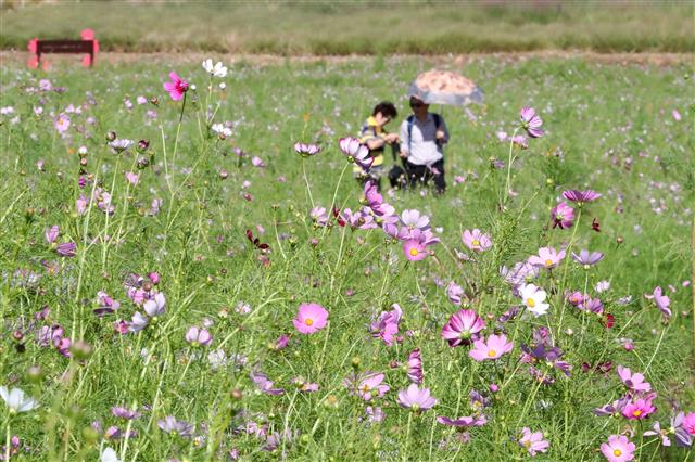 코스모스 피는 가을