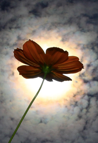 완연한 가을 날씨를 보인 19일 오후 서울 송파구 올림픽공원 들꽃마루에 핀 황화 코스모스가 가을볕을 받으며 밝게 빛나고 있다. 2019.9.19  연합뉴스