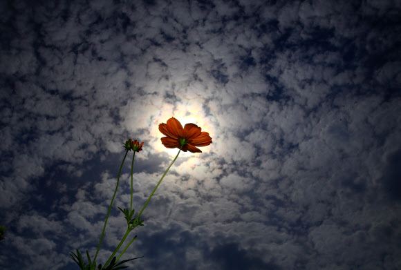 완연한 가을 날씨를 보인 19일 오후 서울 송파구 올림픽공원 들꽃마루에 핀 황화 코스모스가 가을볕을 받으며 밝게 빛나고 있다. 2019.9.19  연합뉴스