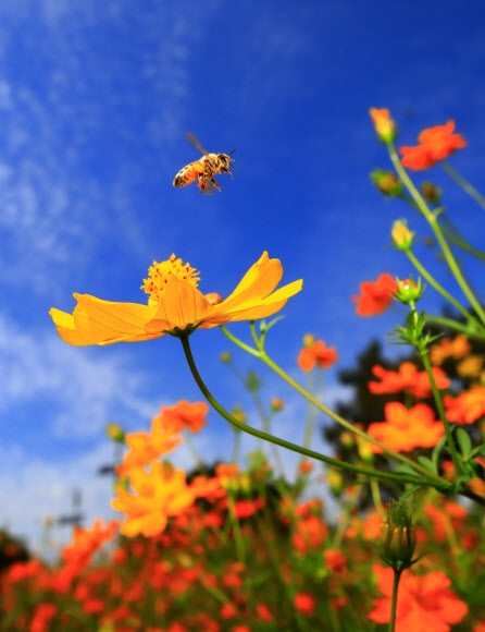 완연한 가을 날씨를 보인 19일 오후 서울 송파구 올림픽공원 들꽃마루에 핀 황화 코스모스 꽃 위를 꿀벌 한 마리가 오가고 있다. 2019.9.19  연합뉴스