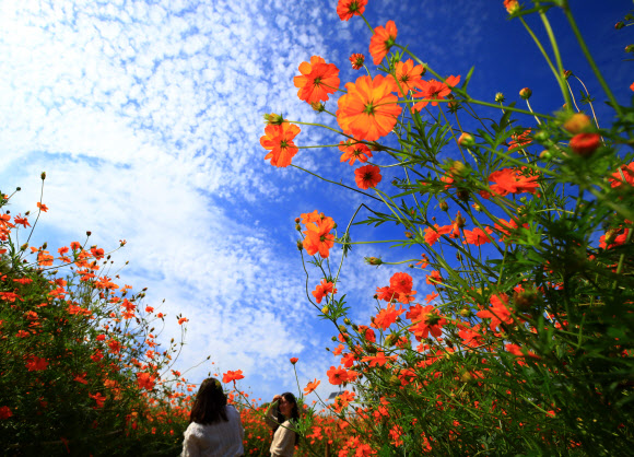 완연한 가을 날씨를 보인 19일 오후 서울 송파구 올림픽공원 들꽃마루에 핀 황화 코스모스 사이에서 시민들이 기념사진을 찍고 있다. 2019.9.19  연합뉴스