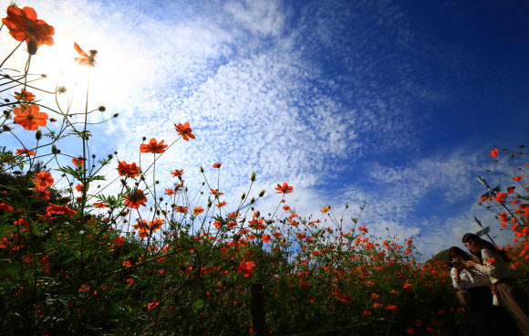 완연한 가을 날씨를 보인 19일 오후 서울 송파구 올림픽공원 들꽃마루에 핀 황화 코스모스 사이에서 시민들이 기념사진을 찍고 있다. 2019.9.19  연합뉴스