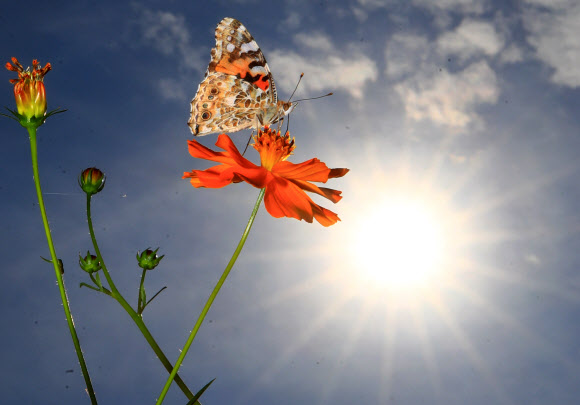 완연한 가을 날씨를 보인 19일 오후 서울 송파구 올림픽공원 들꽃마루에 핀 황화 코스모스 위에서 나비 한 마리가 꿀을 빨아먹고 있다. 2019.9.19  연합뉴스