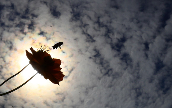 완연한 가을 날씨를 보인 19일 오후 서울 송파구 올림픽공원 들꽃마루에 핀 황화 코스모스 꽃 위를 꿀벌 한 마리가 오가고 있다. 2019.9.19  연합뉴스