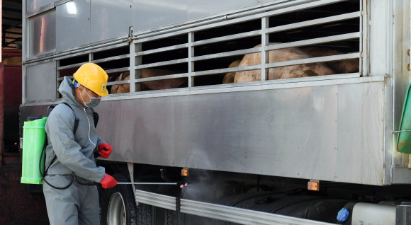 돼지 이동 중지 명령이 해제된 19일 인천 서구 한 도축장에서 돼지를 실은 트럭이 들어가기전 방역 작업을 하고 있다. 2019. 9. 19. 박윤슬 기자 seul@seoul.co.kr