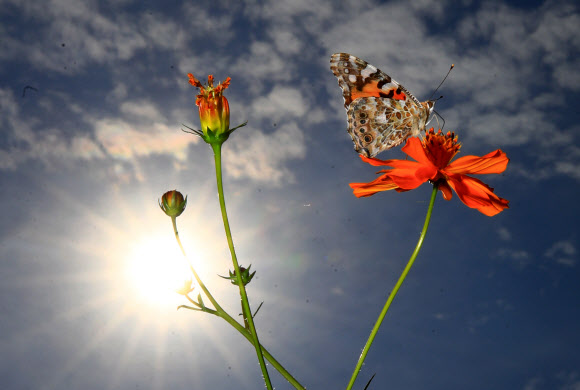 완연한 가을 날씨를 보인 19일 오후 서울 송파구 올림픽공원 들꽃마루에 핀 황화 코스모스 위에서 나비 한 마리가 꿀을 빨아먹고 있다. 2019.9.19  연합뉴스